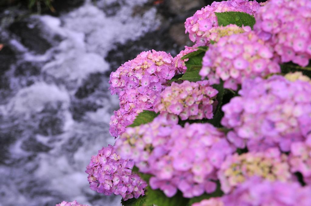 小川の流れに涼しさを・・紫陽花と・・・