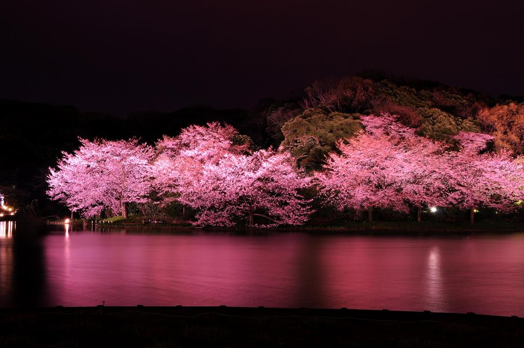 夜のピンクな三渓園の桜
