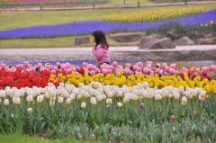 子供もはしゃぐほど綺麗なチューリップ。。昭和記念公園