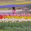 子供もはしゃぐほど綺麗なチューリップ。。昭和記念公園