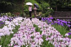 雨のしょうぶ園を散策中・・