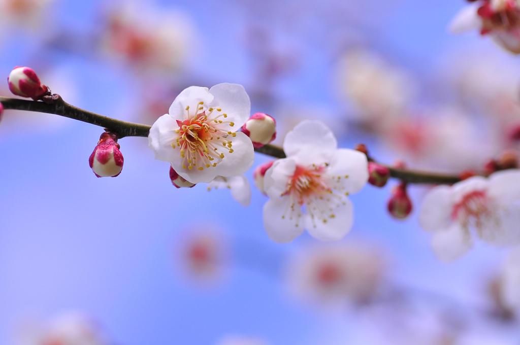 神奈川の曽我梅林の梅