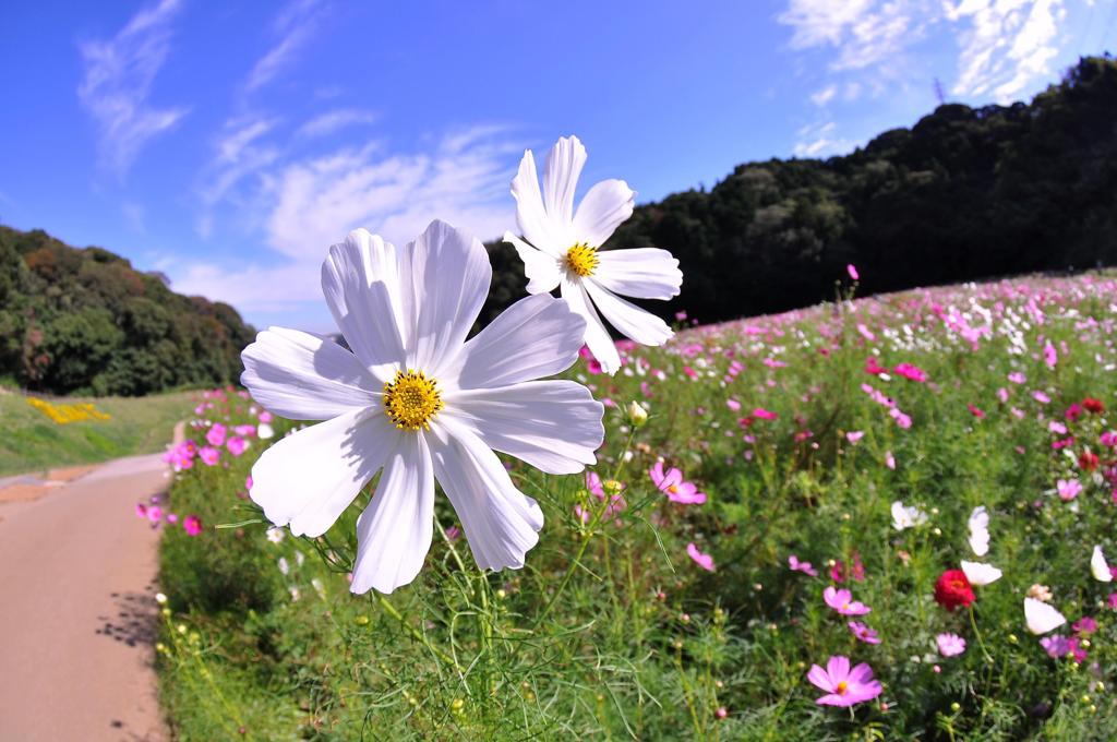 元気に咲くくりはま花の国の白いコスモス・・・