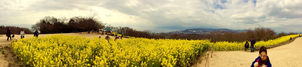 春の始まり。。吾妻山公園