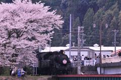 大井川鉄道SLさくら号C10 8と家山鉄橋のサクラ・・②