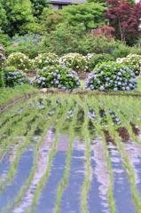 梅雨の晴れ間の田んぼに咲く紫陽花・・・