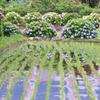 梅雨の晴れ間の田んぼに咲く紫陽花・・・