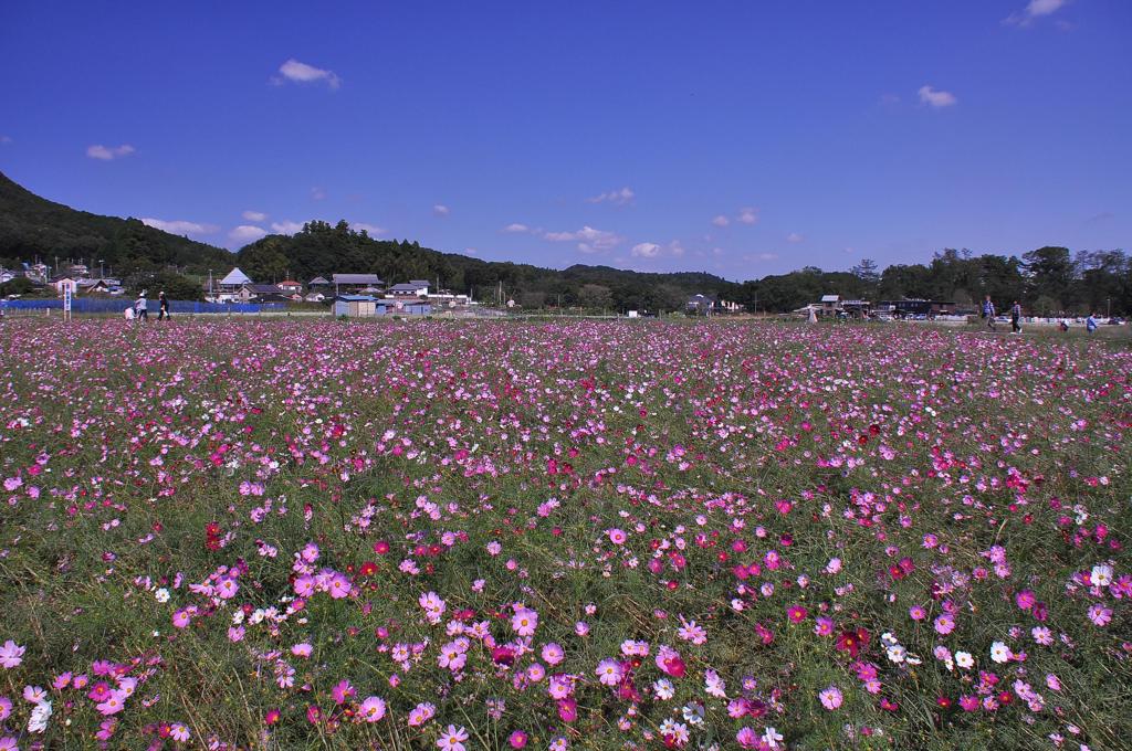 巾着田のコスモス畑・・・