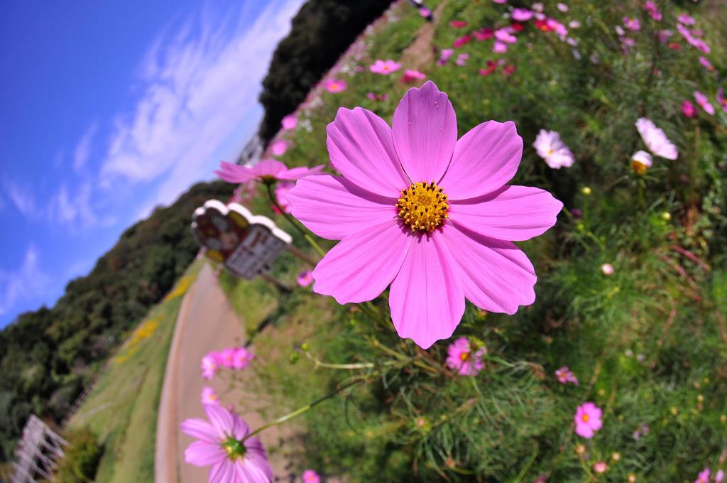 くりはま花の国の秋桜　