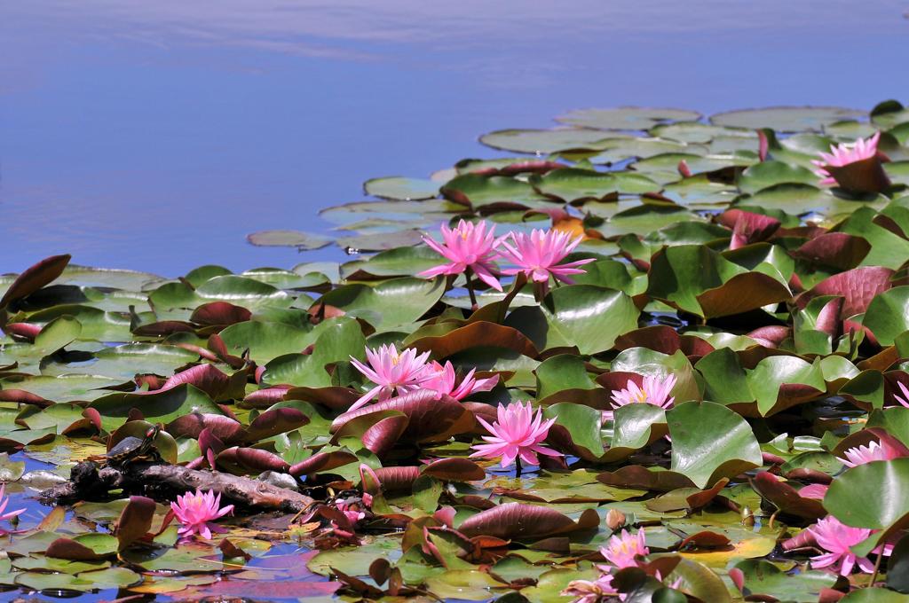 昭和記念公園の蓮の花