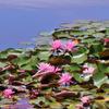 昭和記念公園の蓮の花