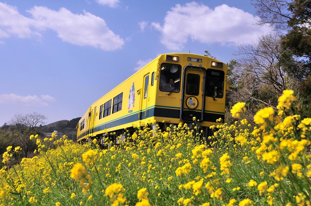 青空と菜の花畑を走るいすみ鉄道。。。