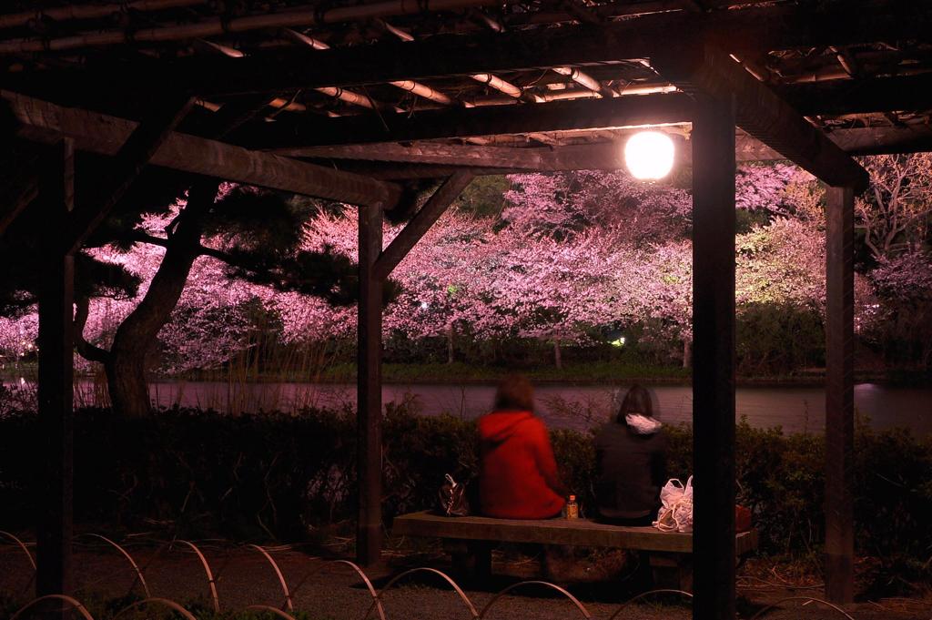夜桜のお花見。。。三渓園