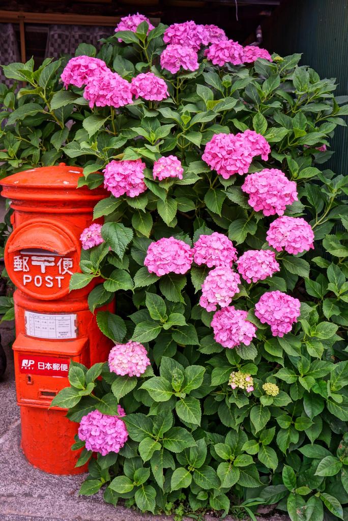 ポストと紫陽花・・長谷