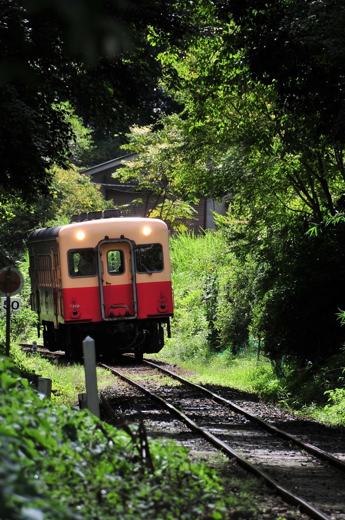 森の中を走る小湊鉄道キハ200・・・