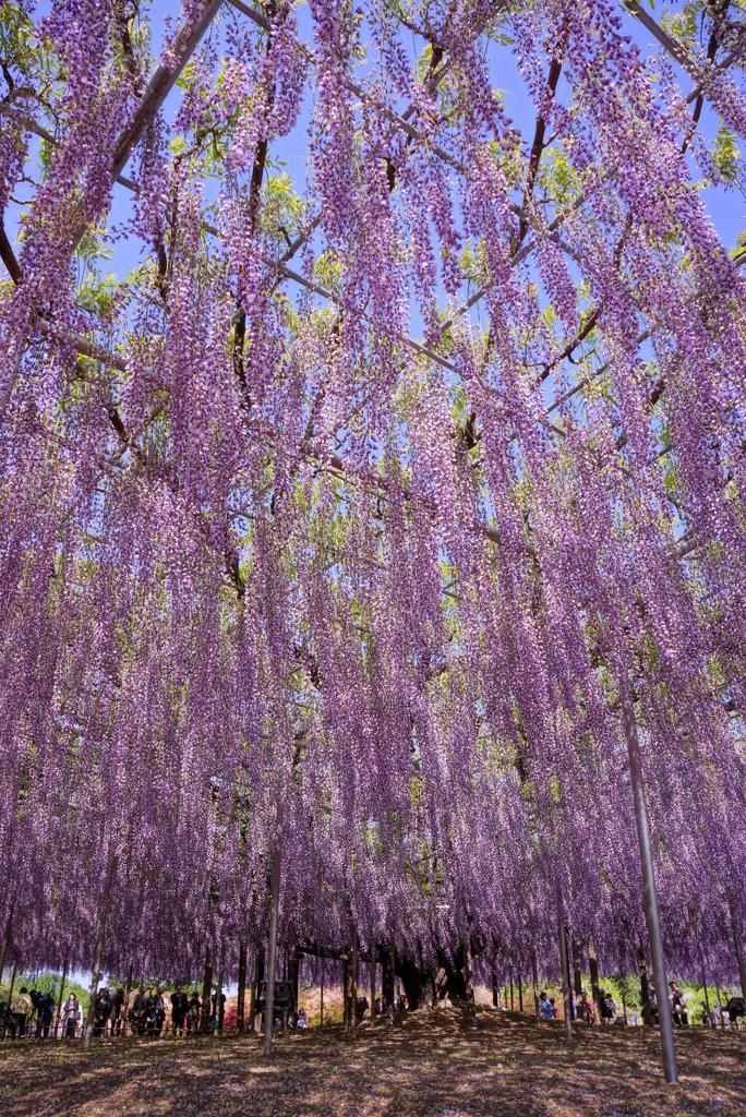 HDR あしかがフラワーパーク藤の花②・・20120512