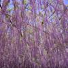 HDR あしかがフラワーパーク藤の花②・・20120512