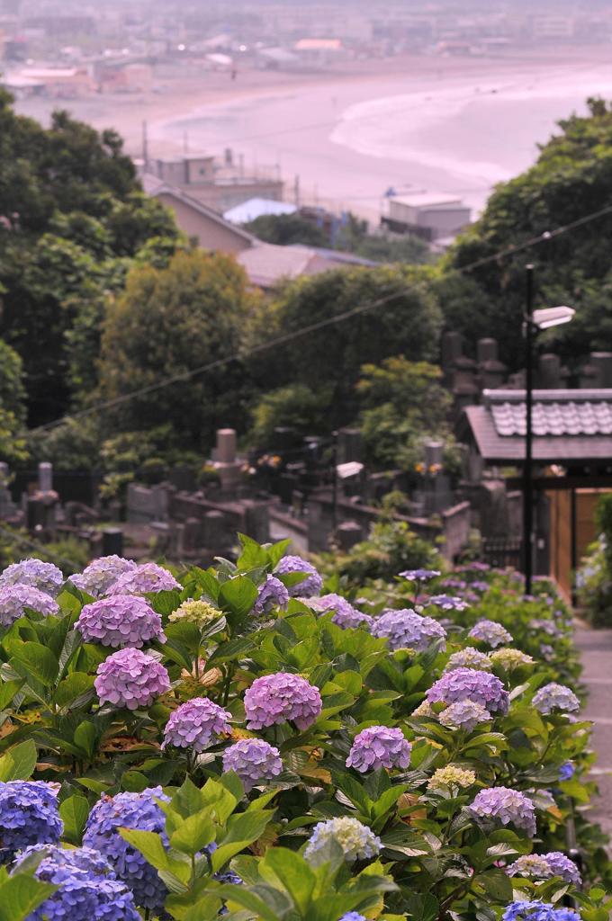 成就院の紫陽花を・・② 由比ヶ浜の海