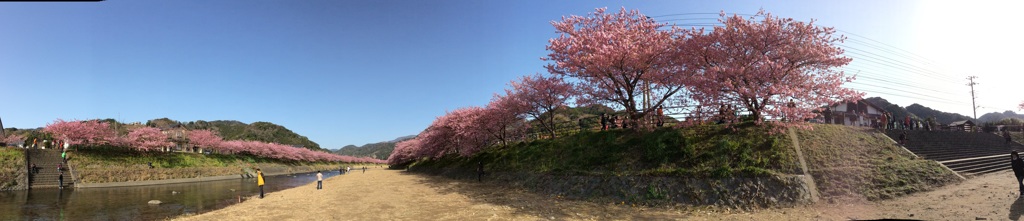 伊豆河津町。。河津町の花 河津桜