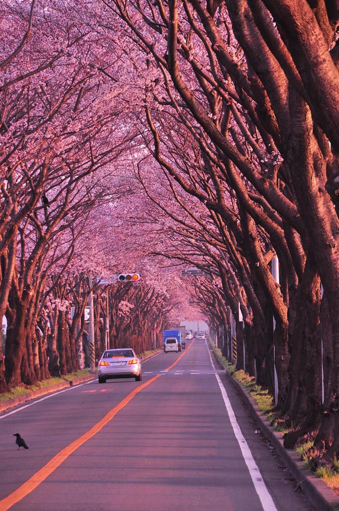 早朝の海軍道路 桜並木