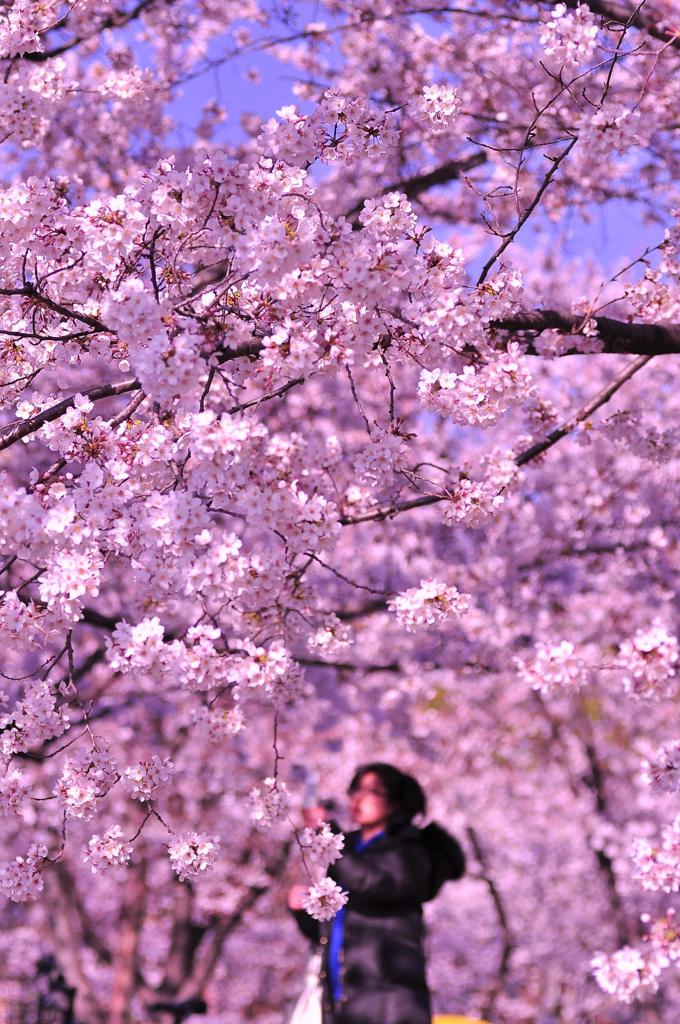 うっとりと。。見上げてしまうほどの隅田川の桜。。