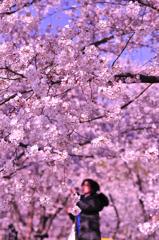 うっとりと。。見上げてしまうほどの隅田川の桜。。