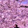 うっとりと。。見上げてしまうほどの隅田川の桜。。