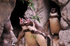 朝から合唱するペンギンさんたち・・
