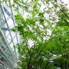 都会のビルの真ん中に。。新緑な木