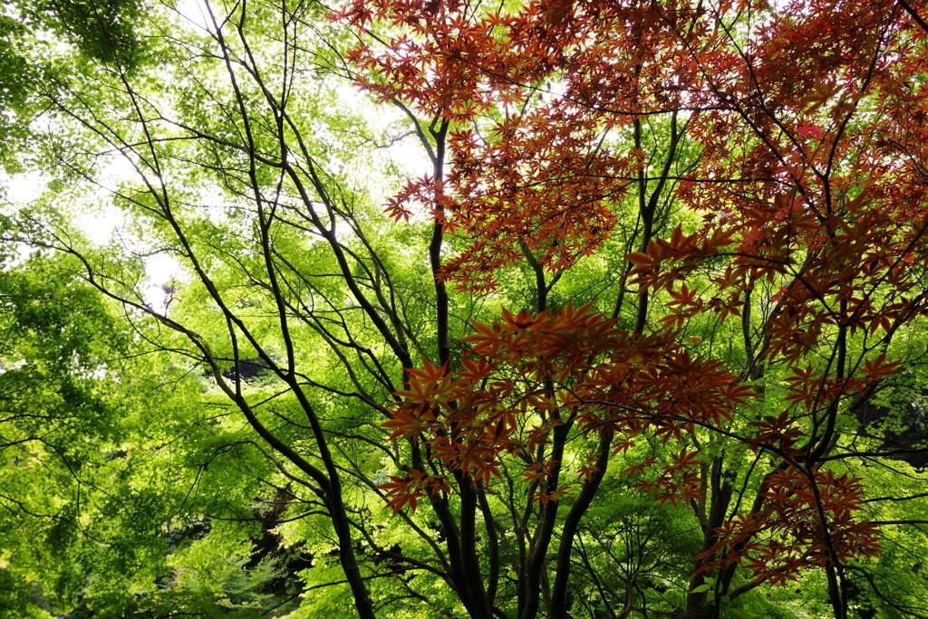 梅雨の日の新緑・・・