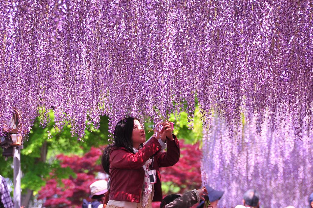 あしかがフラワーパーク藤の花の風景・・20120512