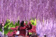 あしかがフラワーパーク藤の花の風景・・20120512
