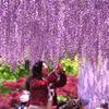 あしかがフラワーパーク藤の花の風景・・20120512