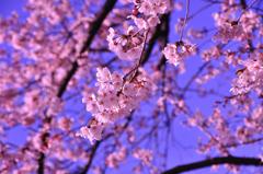 隅田川の桜2012・・・