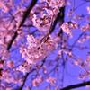 隅田川の桜2012・・・