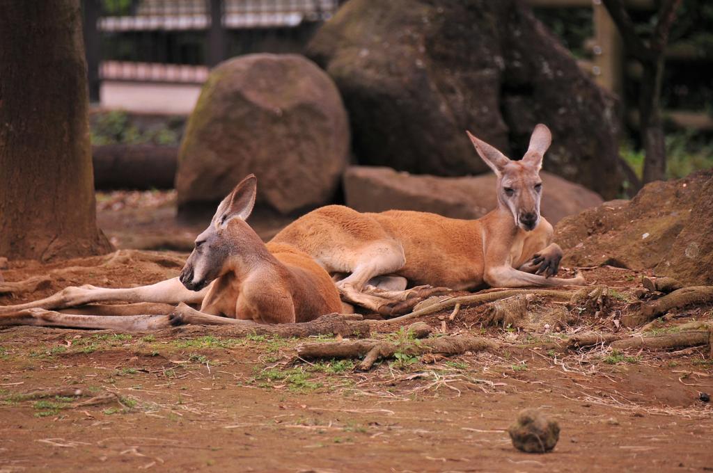 のんびり過ぎて。。活動しないカンガルー・・