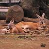 のんびり過ぎて。。活動しないカンガルー・・