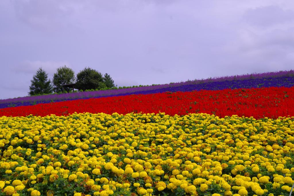 三色の花。。。かんのファーム