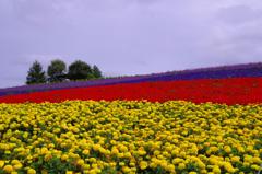 三色の花。。。かんのファーム