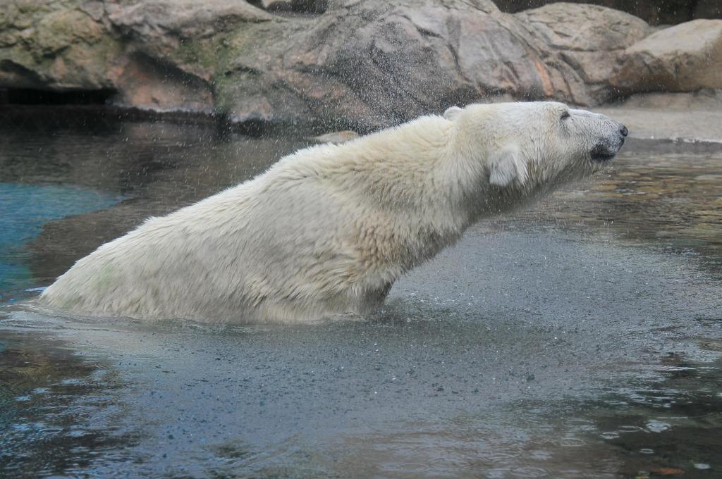 朝から水浴び。。を白熊・・・