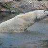 朝から水浴び。。を白熊・・・