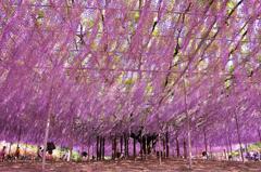 あしかがフラワーパーク そよ風になびく大藤の花・・20120512
