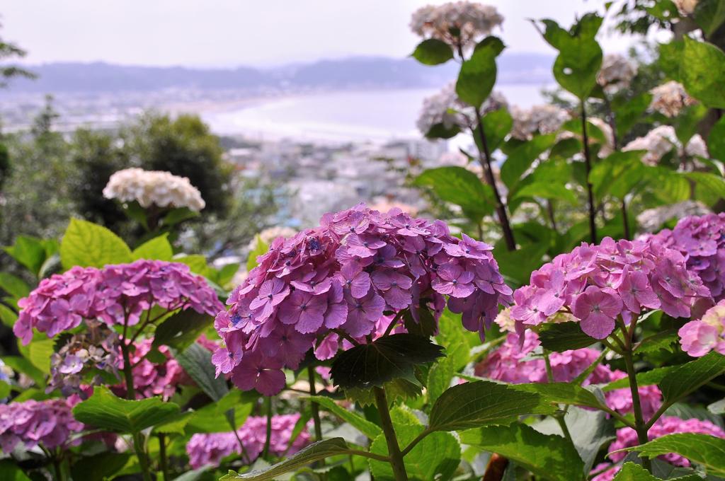 長谷寺の紫陽花と由比ヶ浜の海。。。
