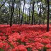 巾着田の曼珠沙華のジュータン・・