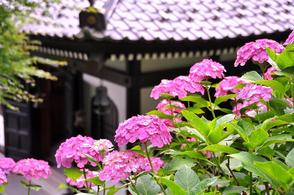 長谷寺の境内の紫陽花・・