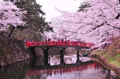 春の名所。。弘前城ほとりの橋とサクラ