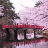 春の名所。。弘前城ほとりの橋とサクラ