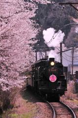 桜の沿いを走る大井川鉄道SLさくら号