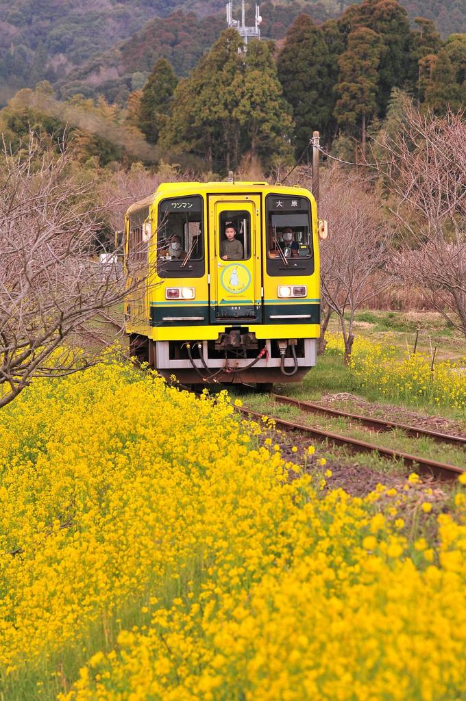 菜の花を見ながらいすみ鉄道・・・