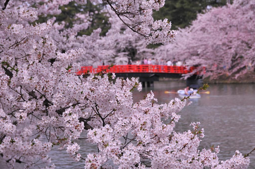 弘前城公園の川沿いのサクラ